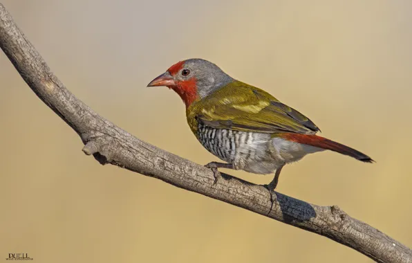 Look, nature, bird, branch, green, DUELL ©