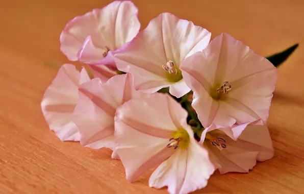 Flower, table, blooming