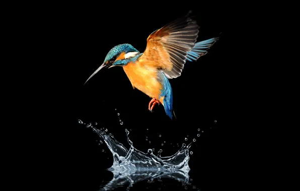 Picture bird, water, hummingbird