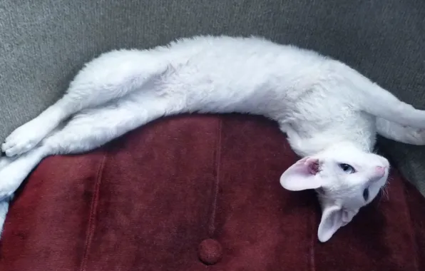 Picture cat, white, blue-eyed, Cornish Rex