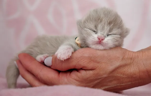 Cat, pose, kitty, grey, hand, face, care, pink background