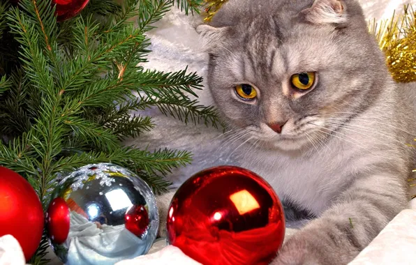 Picture balls, tree, Cat