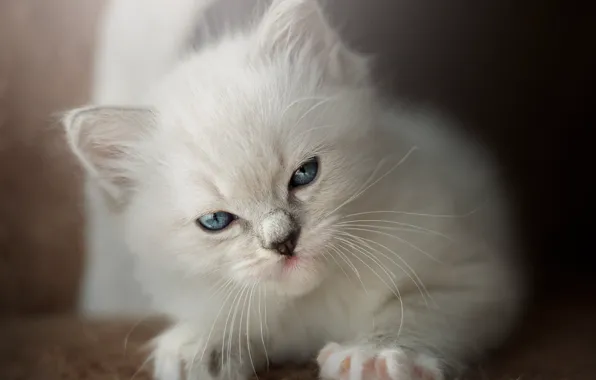 Cat, look, pose, kitty, background, portrait, baby, lies