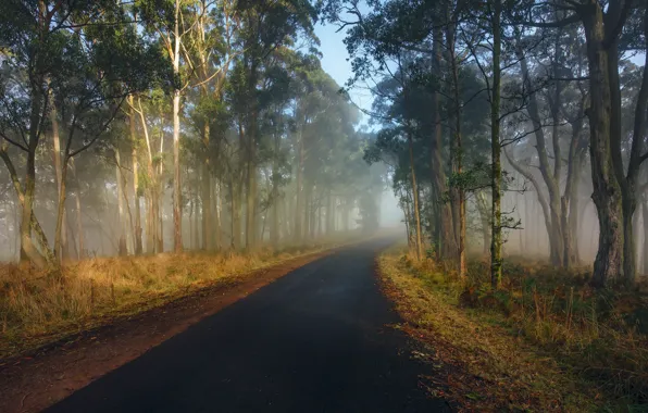 Wallpaper morning, light, roadside, fog, trees, road, grass, haze