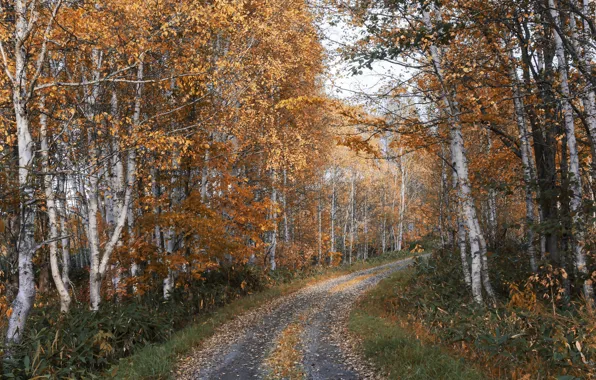 Road, autumn, forest, grass, trees, foliage, birch, grove