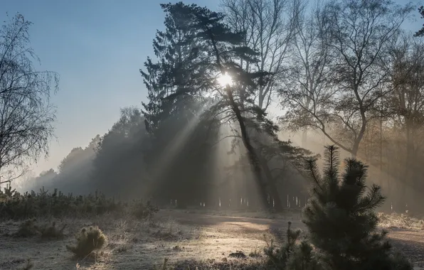 Forest, rays, fog, pine