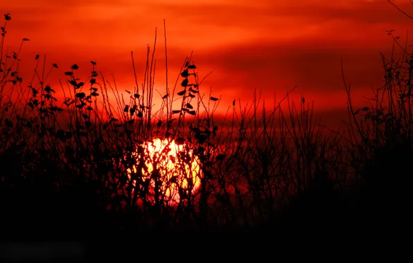 The sky, grass, leaves, the sun, clouds, sunset, plant, silhouette