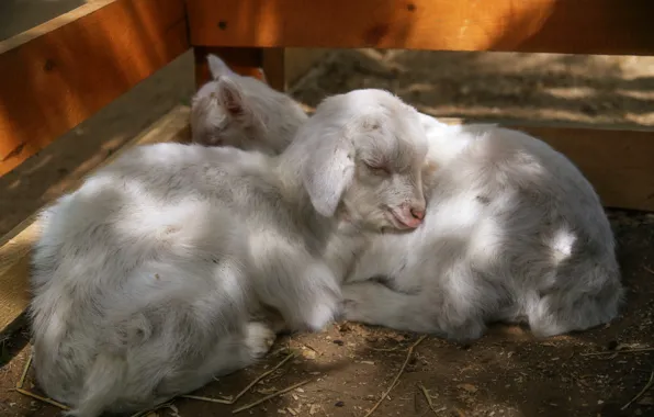 Sleep, two, lamb, together, calves, sweet dream, goat