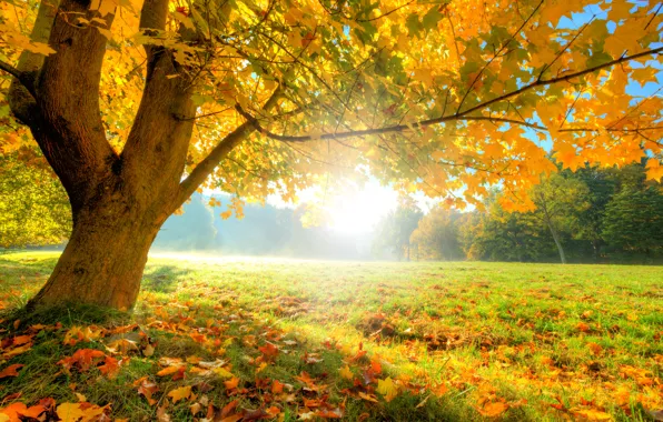 Picture autumn, forest, grass, leaves, the sun, trees, glade