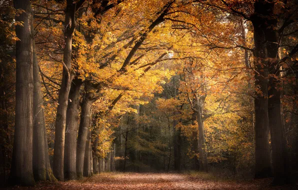 Autumn, nature, Park