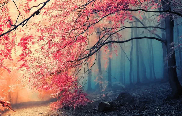 Picture trees, nature, HD wallpaper, pink flowering tree, landscape photo of forest