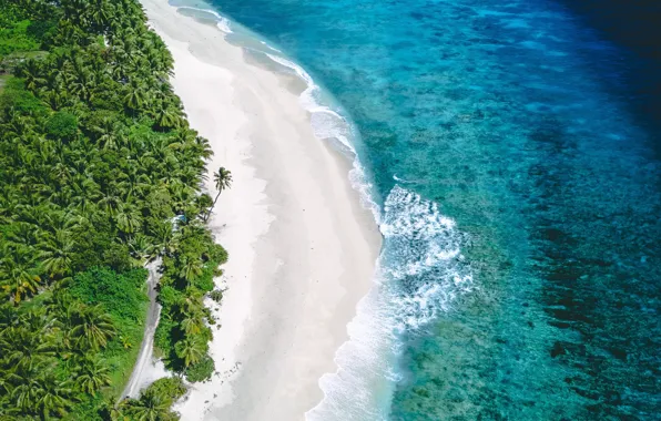 Picture sea, beach, summer, nature, palm trees, coast, the view from the top