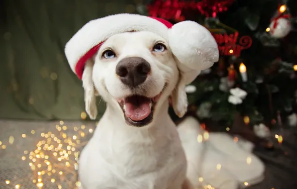 Winter, language, white, smile, room, holiday, dog, nose