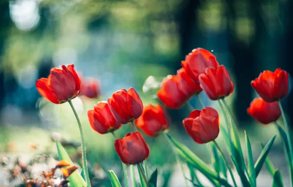 The sun, flowers, red, tulips, bokeh