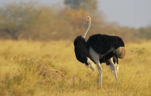 Field, grass, bird, ostrich, black wings, EMU