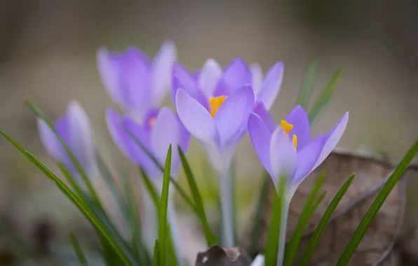 Flowers, blur, spring, crocuses, blur, lilac, bokeh