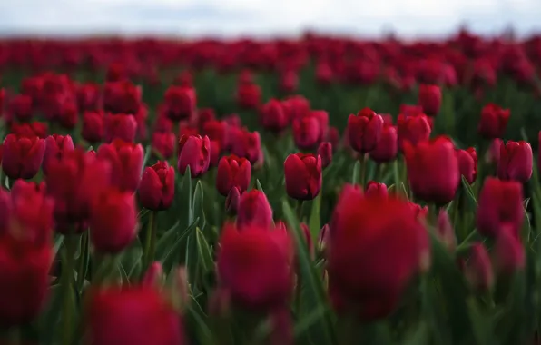 Picture field, flowers, red, tulips, buds, flowerbed, a lot, plantation