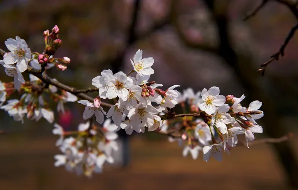 Flowers, cherry, branch, spring, white, flowering, in bloom
