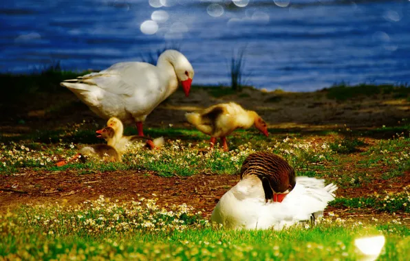 Greens, summer, grass, color, light, flowers, birds, nature