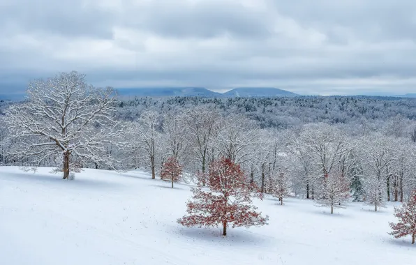 Picture winter, snow, nature