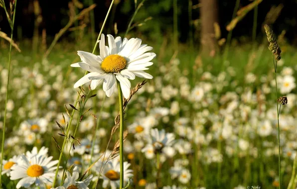 Picture summer, grass, the sun, flowers, nature, background, Wallpaper, glade