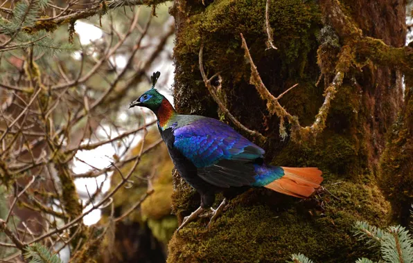 Picture bird, pheasant, Himalayan monal
