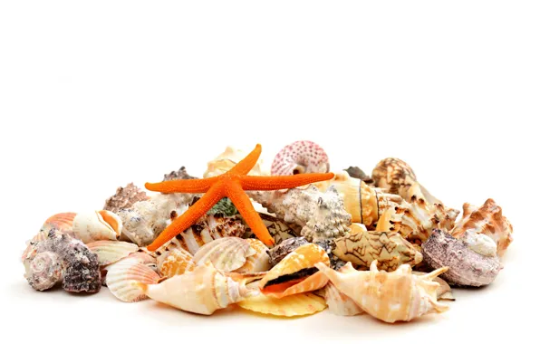 Picture background, shell, starfish