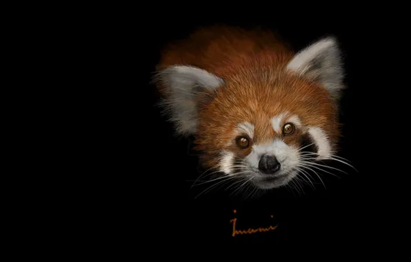 Picture art, red Panda, baby, children's, Khalil Imami, Red panda