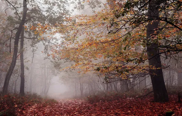 Autumn, forest, trees, branches, fog, trunks, foliage, morning
