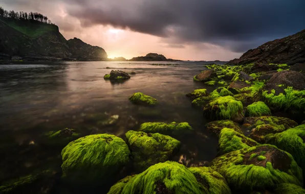 Sea, algae, clouds, green, stones, rocks, shore, the evening