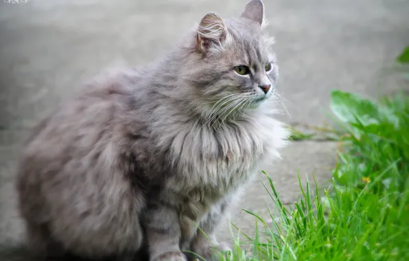 Cat, Beauty, Raisa Petrovna