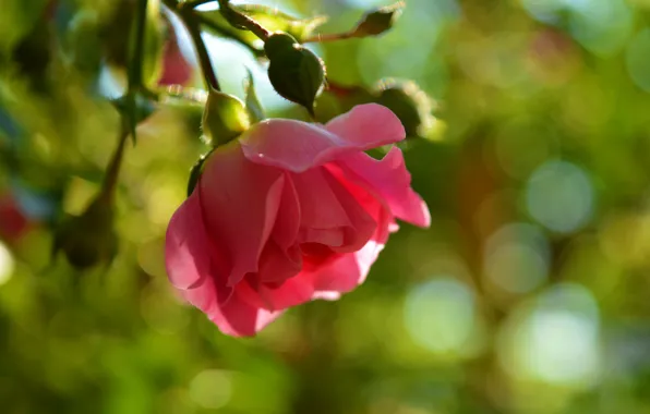 Rose, Rose, Bokeh, Boke