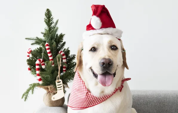 Picture dog, New Year, Christmas, puppy, Santa, Labrador, Christmas, puppy