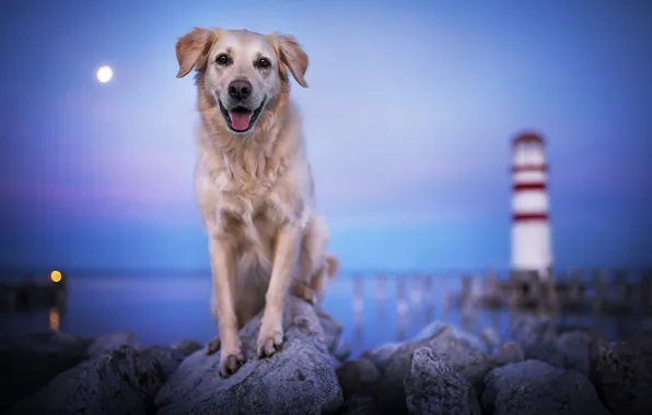 Sea, stones, the ocean, lighthouse, dog