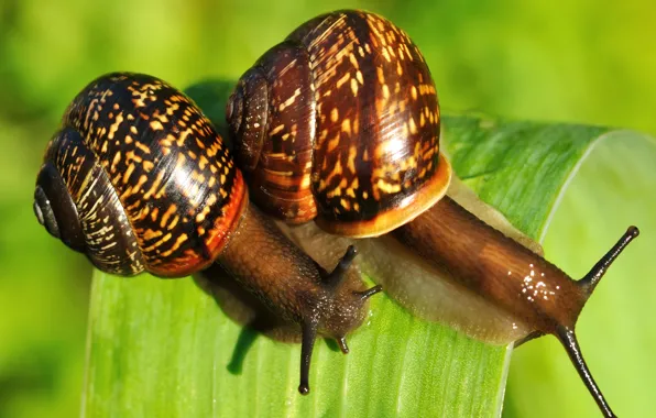 Greens, nature, sheet, two, snails
