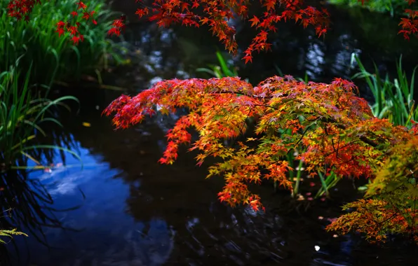 Picture autumn, grass, leaves, branches, plant, pond