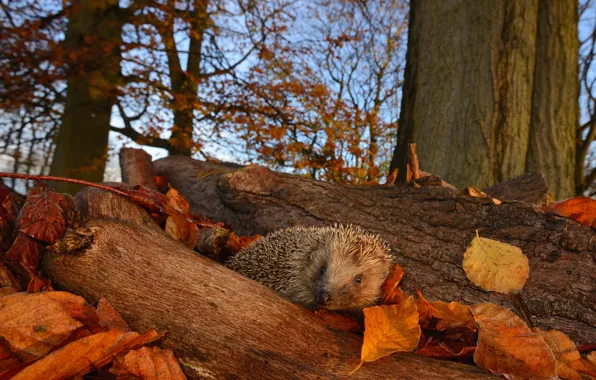Autumn, look, leaves, branches, nature, tree, muzzle, hedgehog
