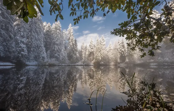 Winter, frost, forest, the sky, leaves, clouds, light, snow