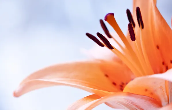 Macro, flowers, orange