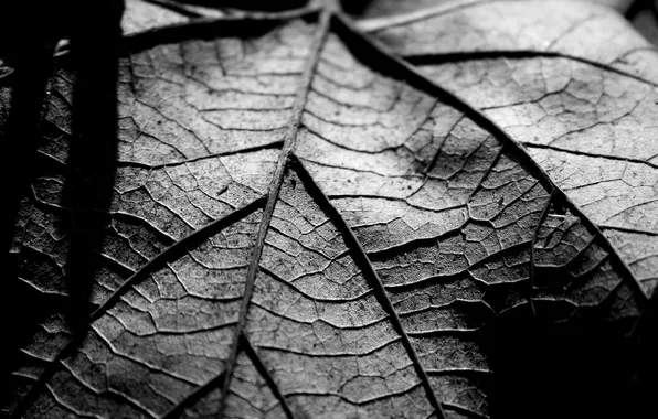 Picture macro, photo, Wallpaper, b/W, dry, leaf, wallpapers