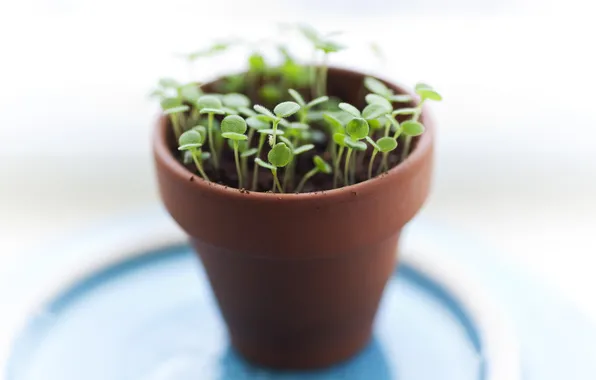 Macro, plant, pot, Seedlings