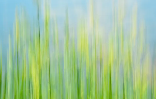 Grass, macro, razmytost