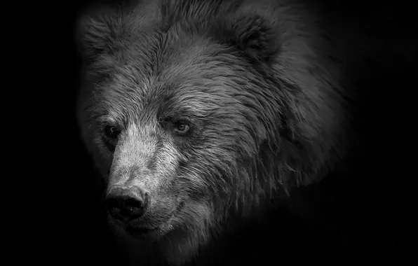 Picture nature, background, bear