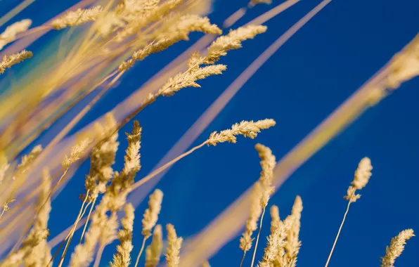 Picture autumn, the sky, grass, plant