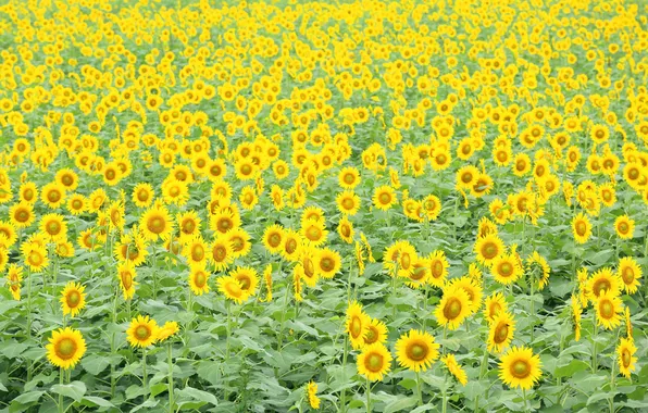 Field, nature, Sunflowers, a lot