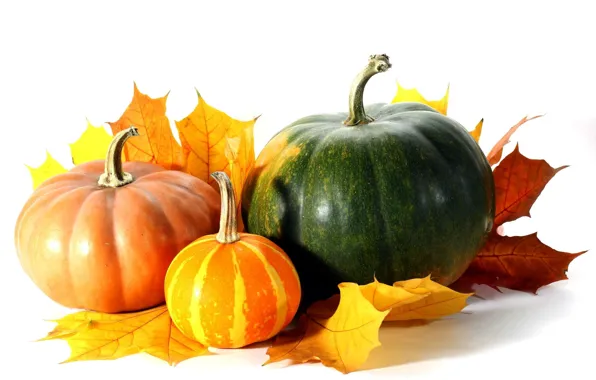 Picture autumn, leaves, white background, pumpkin