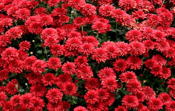 Picture flowers, red, a lot