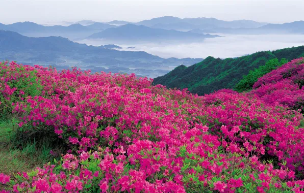 Picture greens, flowers, mountains, shrub