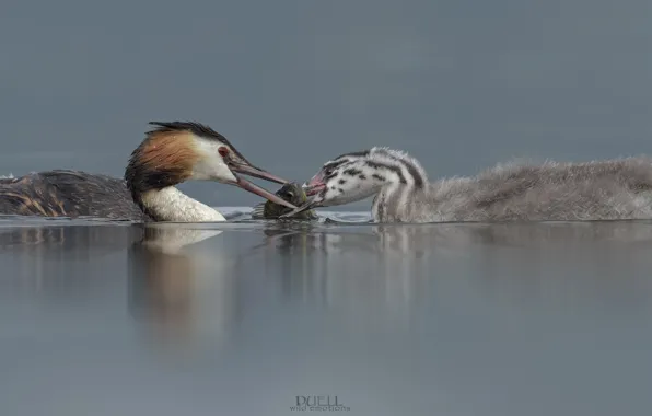 Birds, lake, pair, DUELL ©