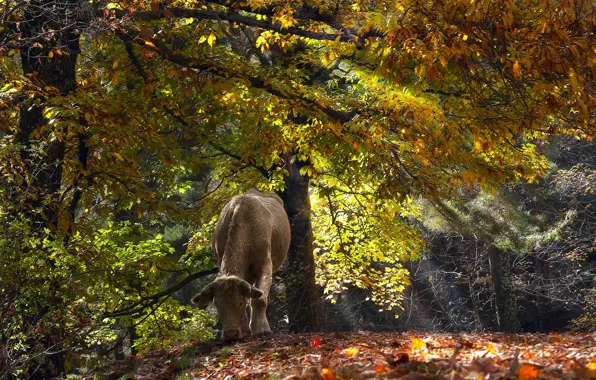 Autumn, forest, cows